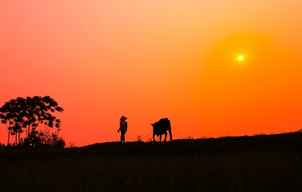 Картинка закат, куст, корова, деревня, силуэт, мужчина, солнечный, оранжевое небо