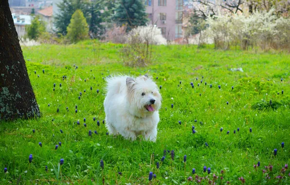 Картинка Трава, Собачка, Dog, Grass, Вест-хайленд-уайт-терьер