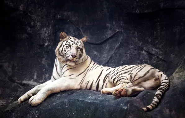 Картинка тигр, камни, хищник, лежит, белый тигр, отдыхает, боке
