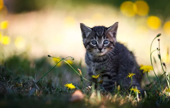 Кошка, трава, взгляд, свет, цветы, природа, котенок, поляна