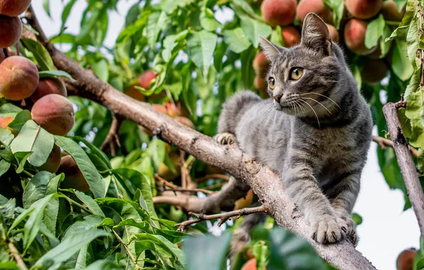Кошка, кот, взгляд, природа, поза, дерево, мордашка, персики
