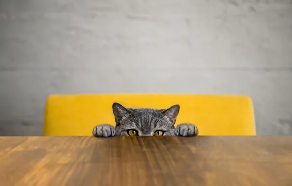 Кошка, кот, стол, стул, выглядывает