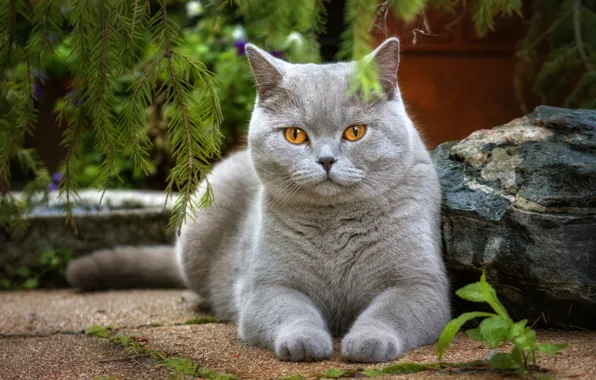 Кот, ветки, серый, камень, лежит, отдыхает, боке