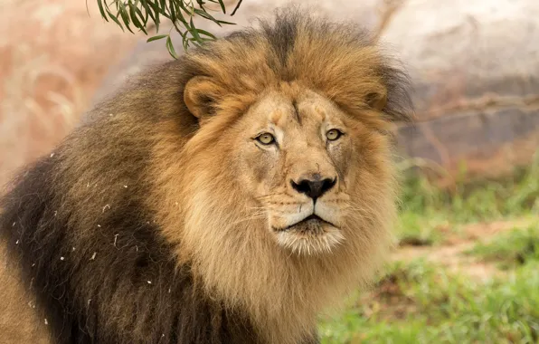 Картинка взгляд, морда, крупный план, фон, портрет, лев, грива