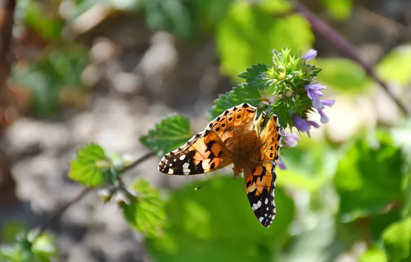 Картинка Макро, Бабочка, Macro, Butterfly