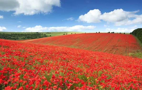 Картинка поле, цветы, Англия, маки, луг, Брайтон, национальный парк Саут-Даунс
