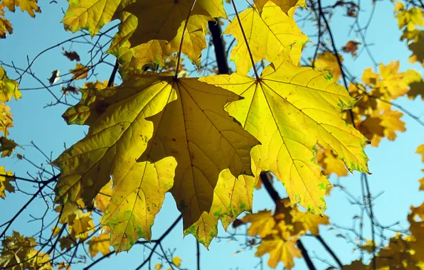 Картинка осень, небо, листья, природа, клен