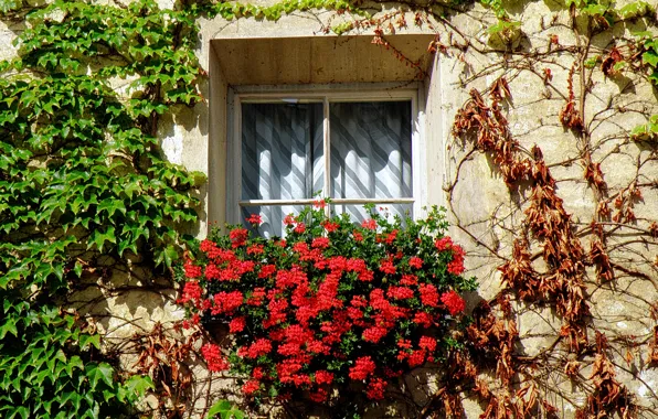 Цветы, растения, Окно, Italy, flowers, Italia, finestra