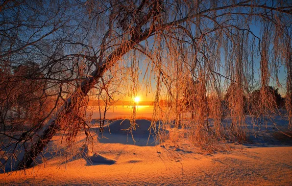 Картинка зима, небо, солнце, снег, деревья, пейзаж, природа, восход