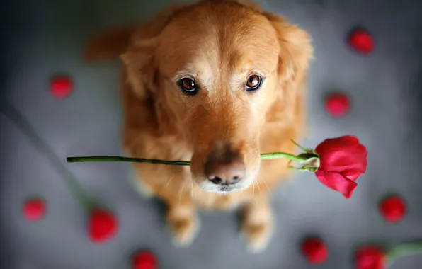 Цветок, взгляд, животное, роза, собака, пёс, ретривер