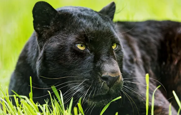 Кошка, морда, пантера, черный леопард, ©Tambako The Jaguar