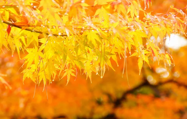 Осень, листья, дерево, желтые, клен