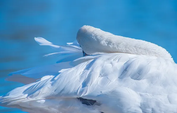 Вода, птица, перья, лебедь