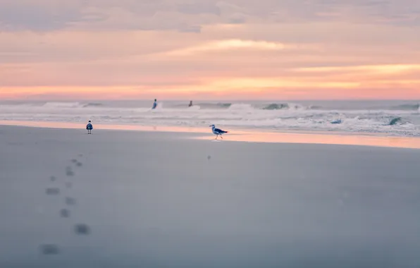 Картинка море, закат, птицы
