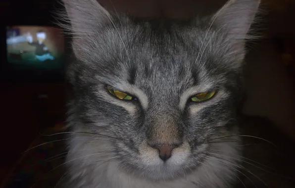 Картинка кошка, морда, хитрый взгляд