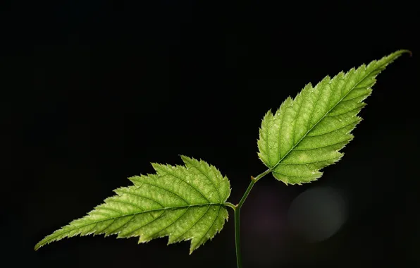 Листья, природа, фон