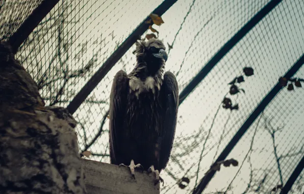 Птица, орел, темный, зоопарк, eagle