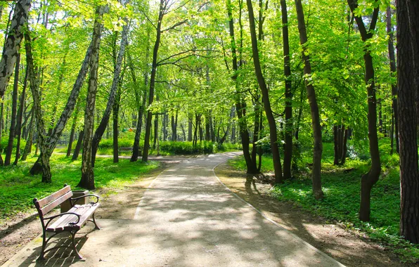 Green, trees, park, spring, bench, alley
