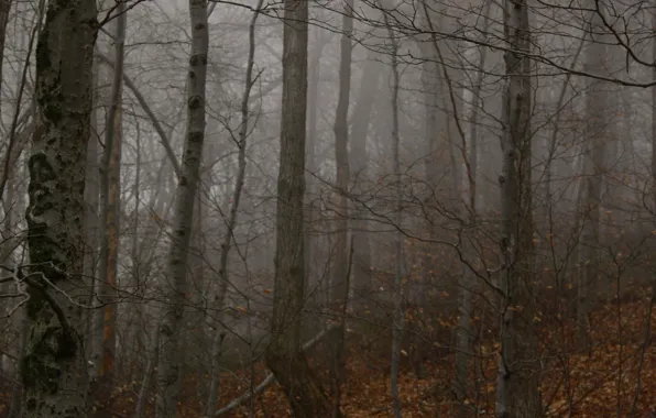 Картинка лес, деревья, природа, туман, США, Catskills