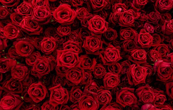 Цветы, красный, Розы, бутоны