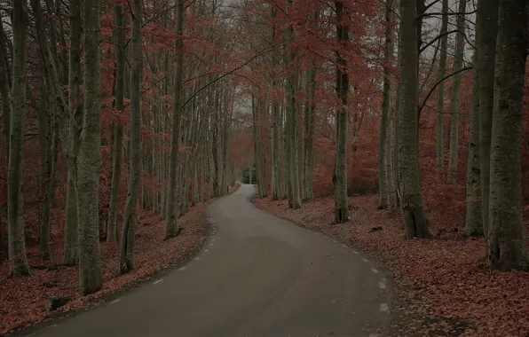 Дорога, осень, лес, деревья, природа, листва, Швеция, Robert Gustavsson Photography