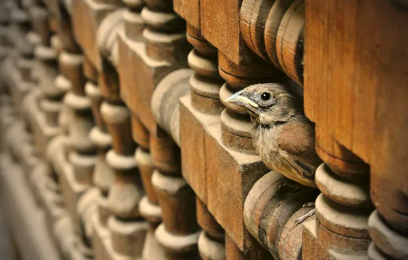 Wood, carved wood, small bird