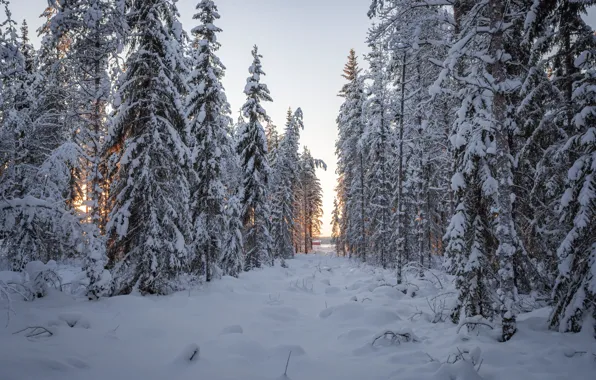 Зима, лес, снег, деревья, ветки, в снегу, ели, сугробы