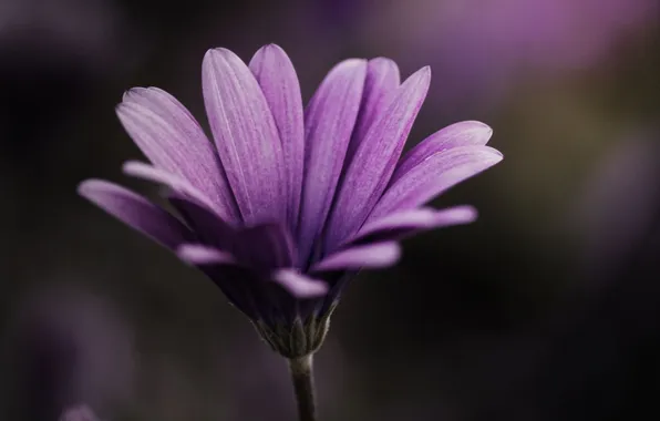 Картинка цветок, фиолетовый, макро, растение, цвет, лепестки