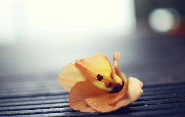 Макро, цветы, лепестки