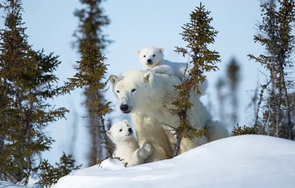 Зима, снег, медвежата, белые медведи, медведица, материнство, полярные медведи