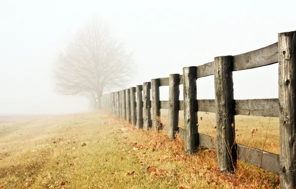 Картинка туман, дерево, забор, утро, мгла, одинокое, травинки, поздняя осень