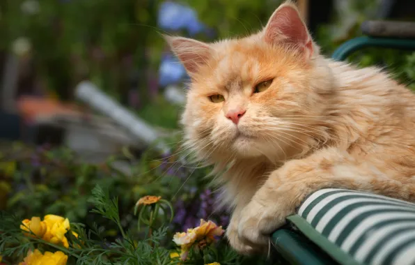 Картинка кошка, кот, лежит, рыжая