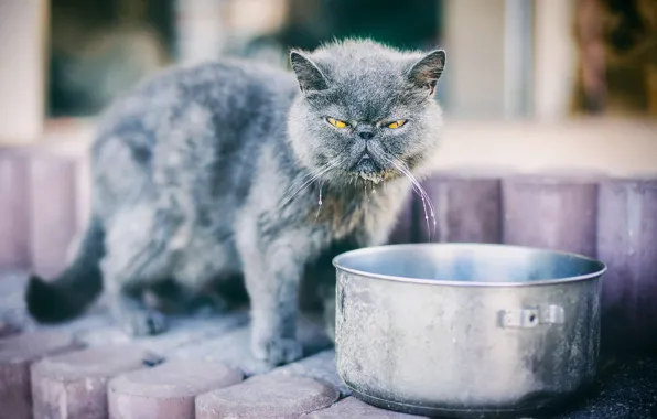 Кошка, кот, усы, взгляд, вода, поза, серый, кастрюля