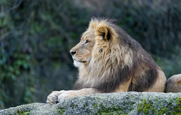 Кошка, взгляд, камень, лев, грива, ©Tambako The Jaguar