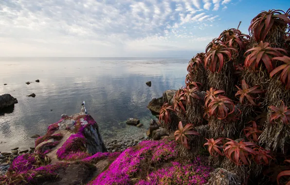 Море, небо, облака, водоросли, цветы, птицы, камни, берег
