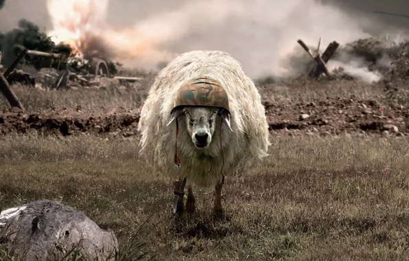 Картинка война, каска, Овца