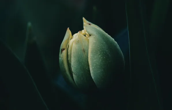 Dark, plant, flower bud