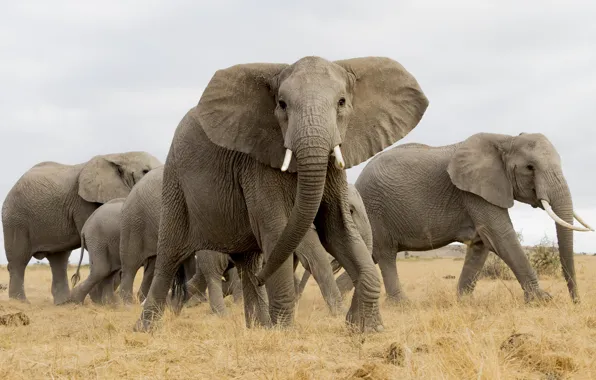 Картинка слон, Африка, стадо