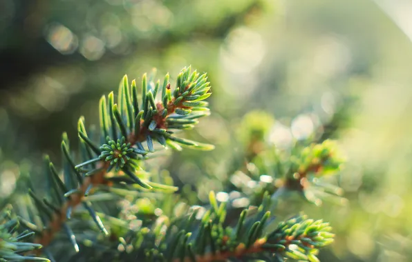 Green, spruce, twig