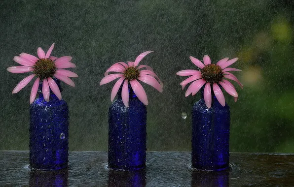 Картинка цветы, фон, дождь