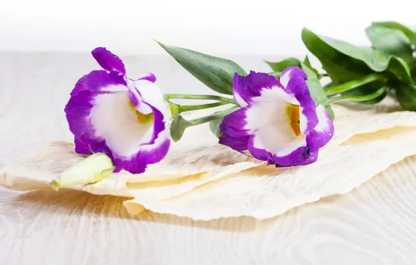 Картинка цветы, фиолетовые, сиреневые цветы