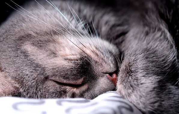 Кошка, сон, покрывало, мордочка, спит