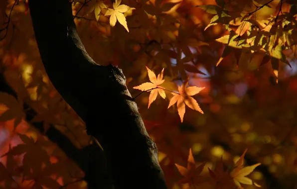Картинка листья, макро, свет, ветки, природа, дерево, Осень, ствол