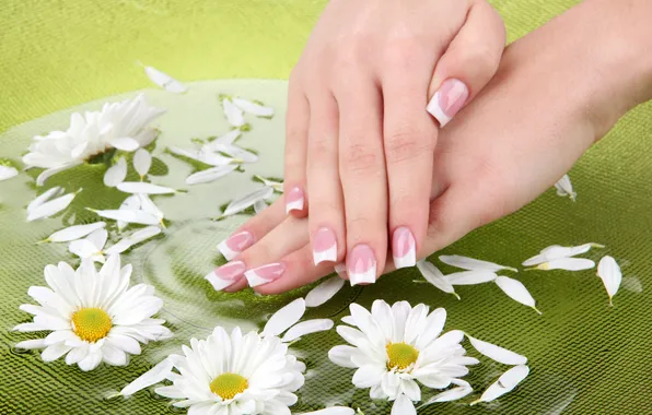 Картинка цветы, руки, daisies, manicure, spa