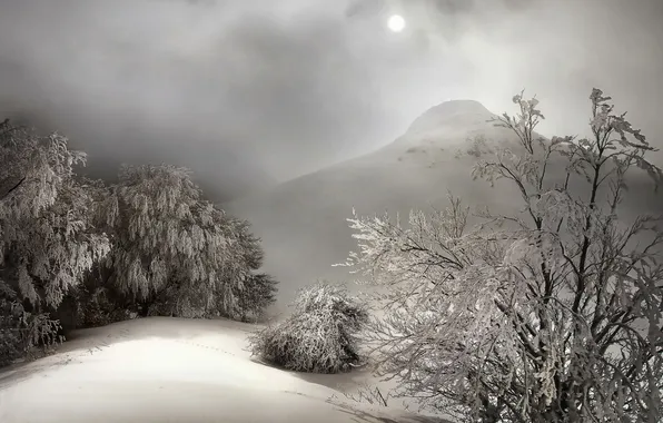 Картинка зима, снег, деревья, природа, туман