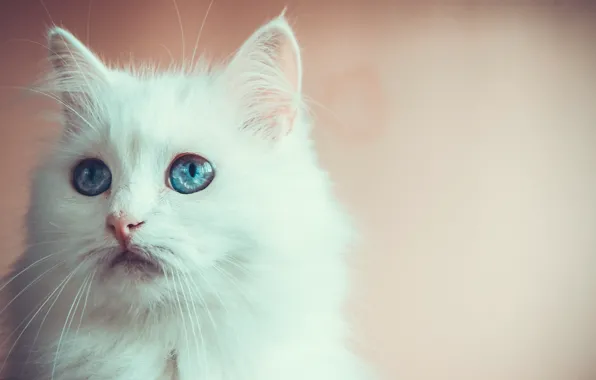 Глаза, взгляд, голубой, котейка