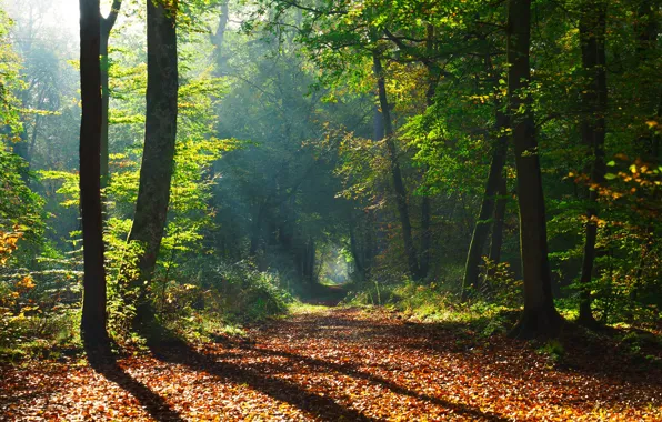 Картинка осень, лес, листья, солнце, деревья, парк, тропинка