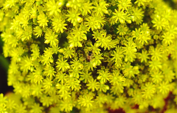 Цветы, пчела, фон, желтые, размытость, желтые цветы, bee
