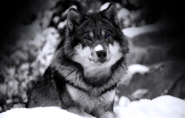 Картинка зима, взгляд, снег, волк, хищник, ч/б, зверь