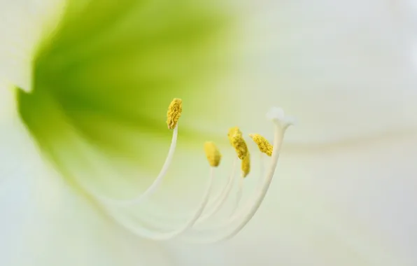 Картинка цветок, макро, природа, White Amaryllis